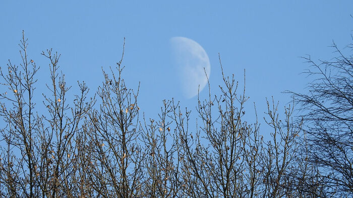 Bare tree branches against a clear blue sky with a visible moon, reflecting a mind-boggling conversation moment.