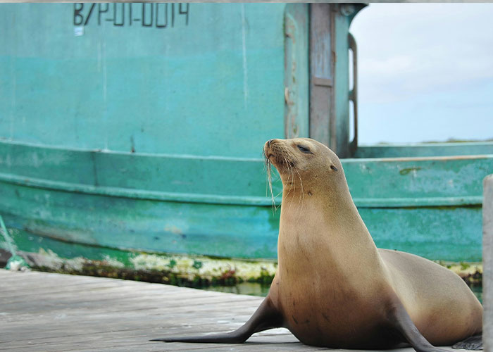 Sea lion resting on a dock near a weathered green boat, highlighting animal cruelty concerns in California waters.