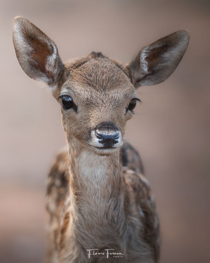 Close-up of a young deer captured in nature, showcasing stunning photos created by respecting wildlife and the environment.