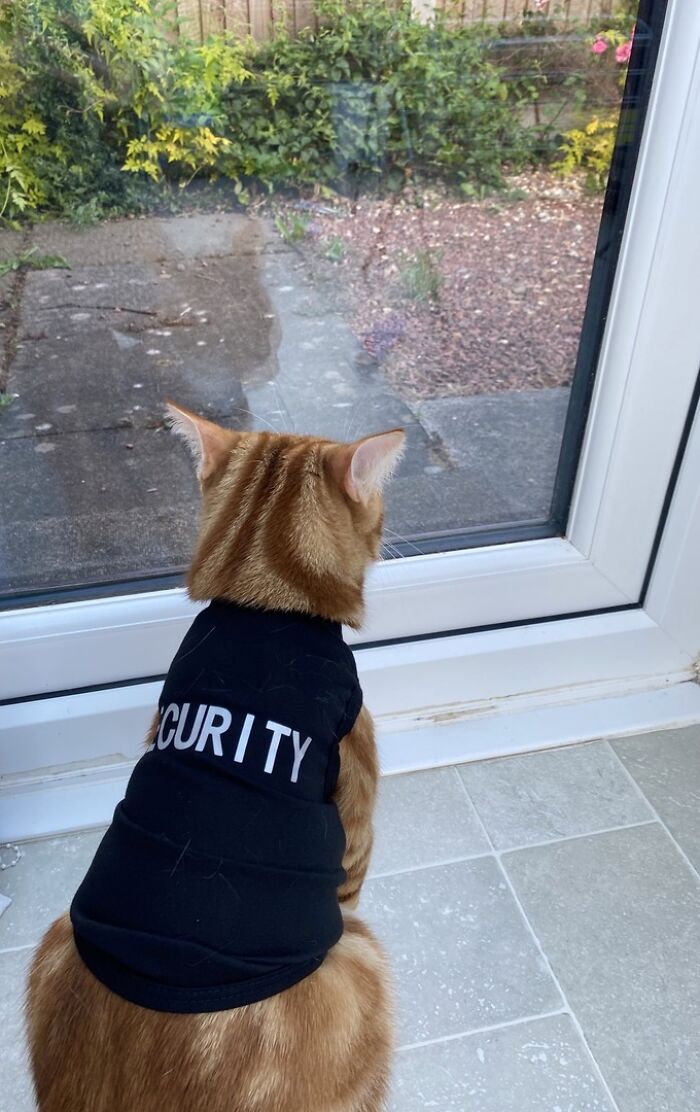 Orange cat wearing a security vest sitting indoors looking outside through a window, cute cat work attire for adorable cats.
