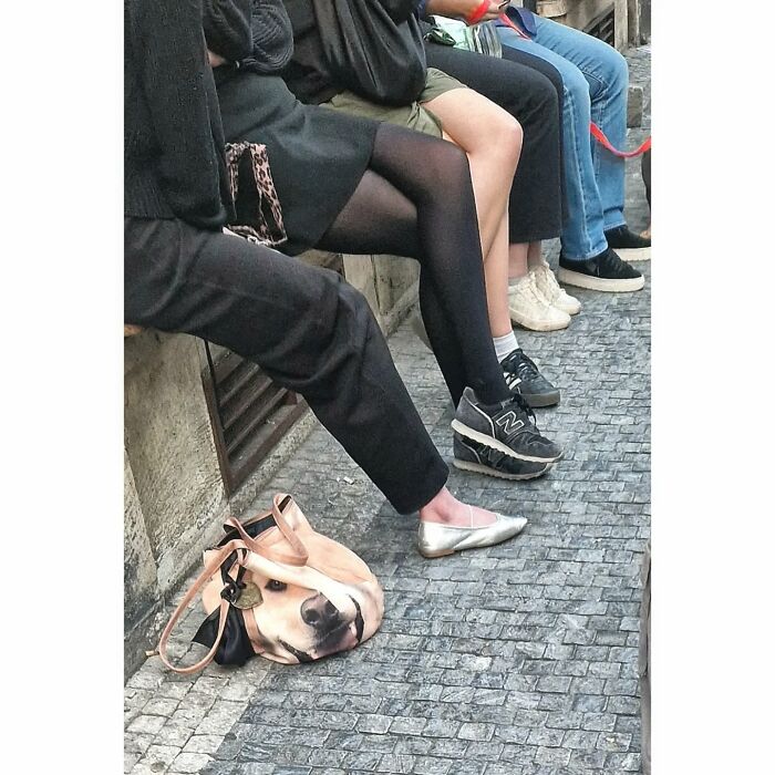 Group of people sitting on a bench with a dog-faced bag on cobblestone street in a funny coincidence street photo.