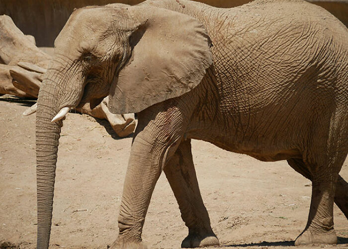 Elephant walking on dry terrain showcasing textures in skin for surprising animal facts that are both creepy and cool.