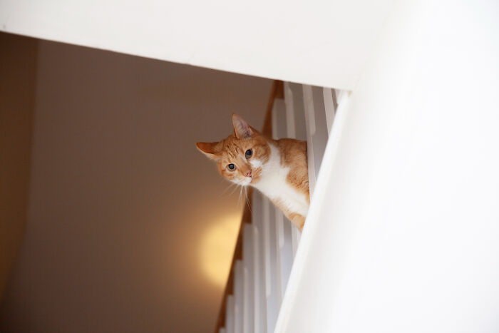 Orange and white cat peeking from stair railing, capturing a curious moment of falling out of love in an intimate home setting.