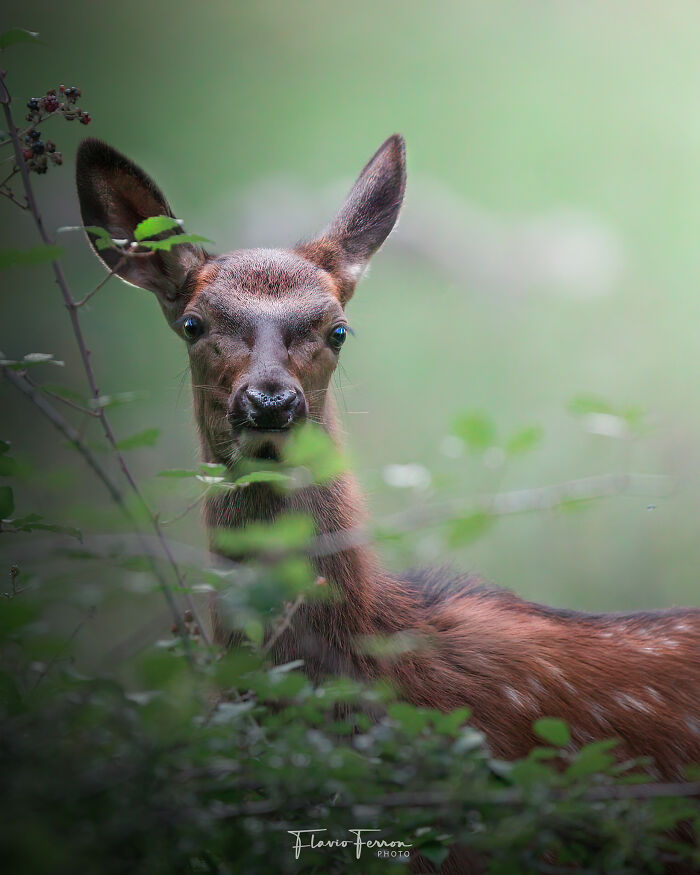 Deer peeking through foliage in a natural setting, showcasing stunning photos created by respecting nature.