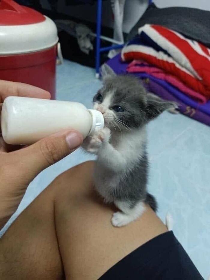 Gray and white kitten with an immaculate aura being bottle-fed by a person sitting on the floor indoors.