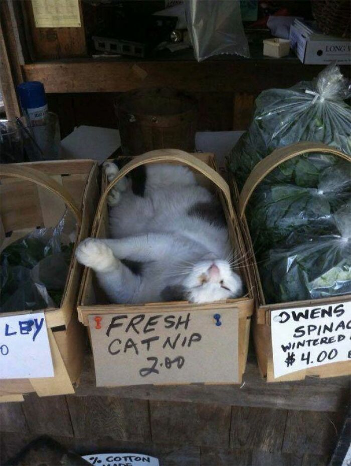 Cat lying relaxed inside a basket labeled fresh catnip at a market, showcasing adorable cats in a charming setting.