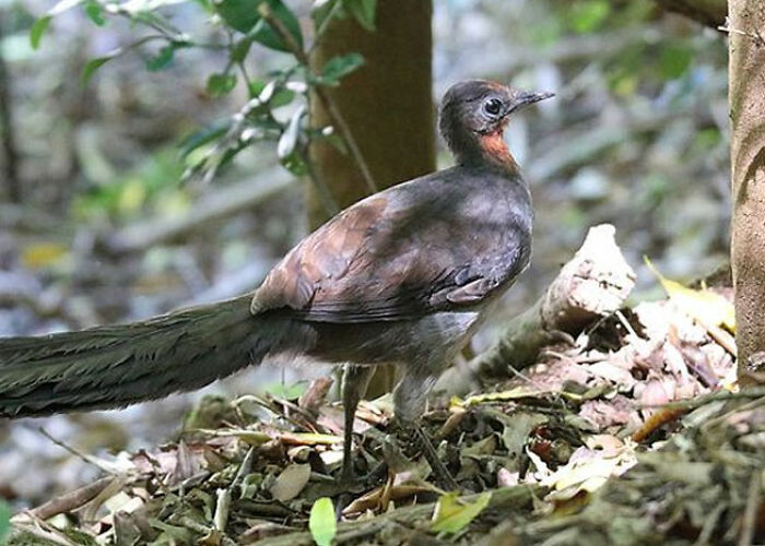 Bird with long tail feathers standing on leafy forest ground, illustrating surprising animal facts both creepy and cool.