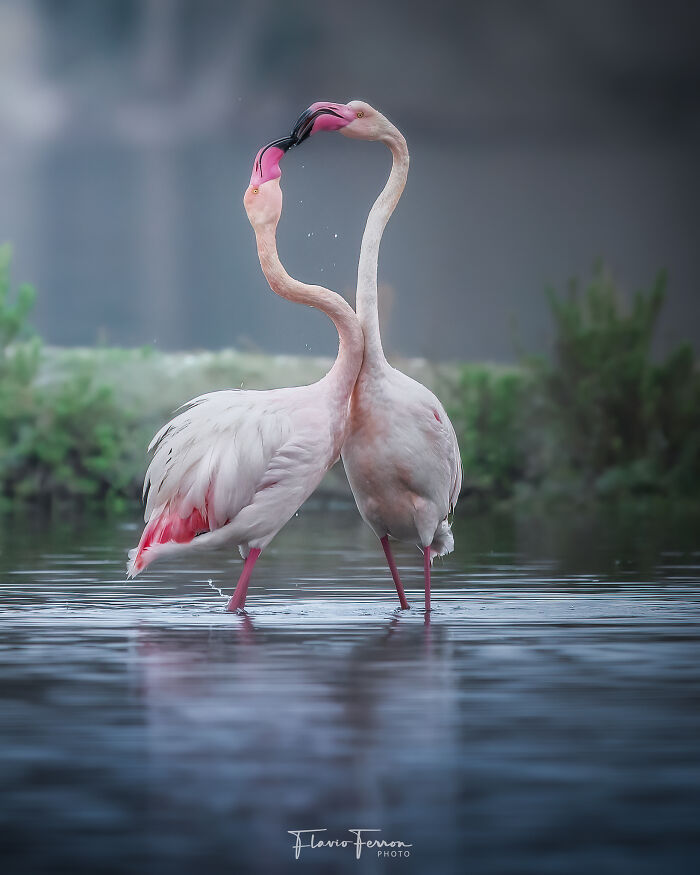 Two flamingos in shallow water forming a heart shape with their necks captured in stunning nature photography.