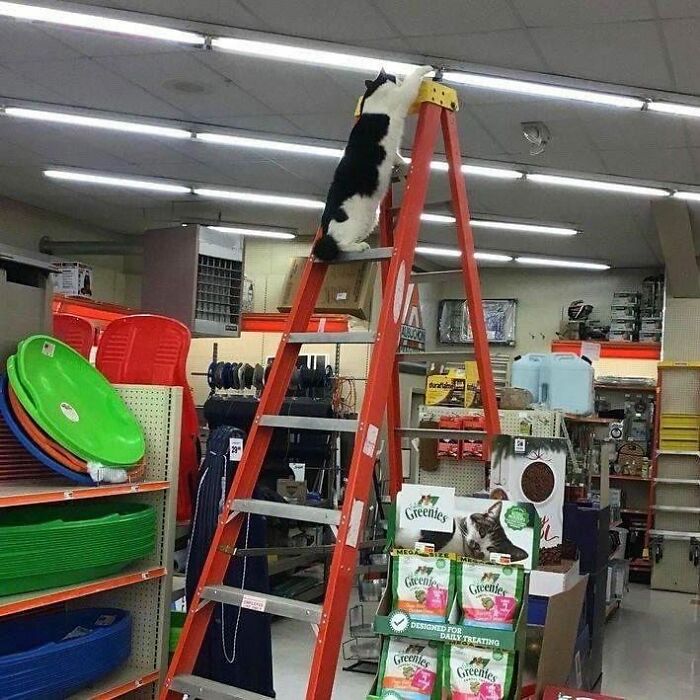 Black and white cat climbing a ladder inside a store, showcasing adorable cats in top-tier work settings.