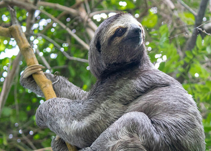 A sloth hanging on a tree branch in a forest showcasing surprising animal facts that are both creepy and cool.