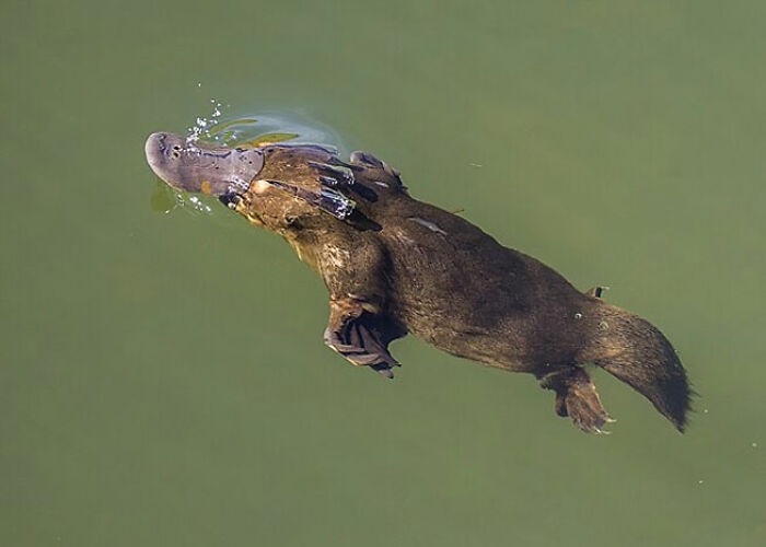 Platypus swimming underwater showcasing surprising animal facts that are both creepy and cool in nature.