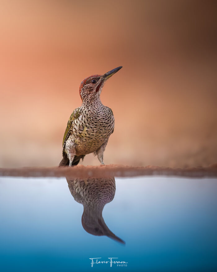 Speckled bird standing by water with clear reflection, showcasing stunning photos through respecting nature.