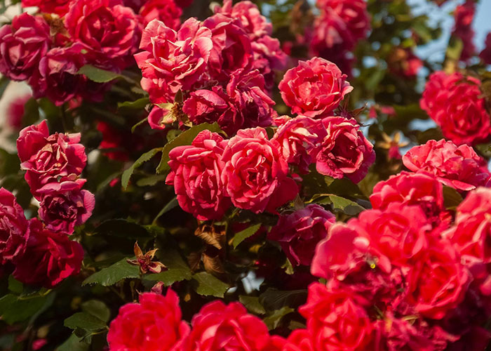 Bright red roses blooming in a garden, representing hidden gems people discovered after moving into their new homes.