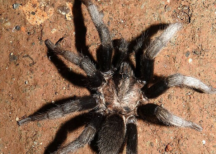 Close-up of a large hairy spider on a rough surface illustrating surprising animal facts that are both creepy and cool.