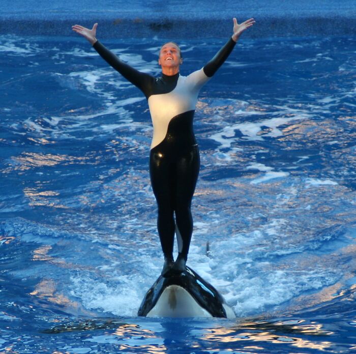 Performer balancing on a killer whale in water, illustrating risks related to famous people and animal attacks.