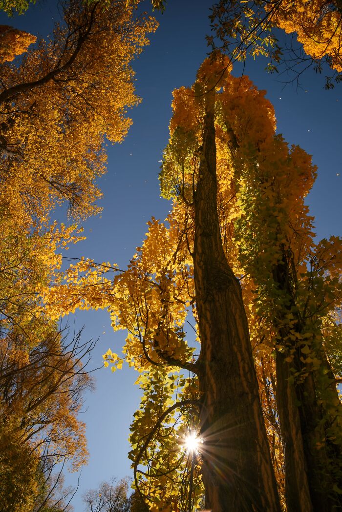 Mighty Poplar Trees Turning Gold In The Autumn