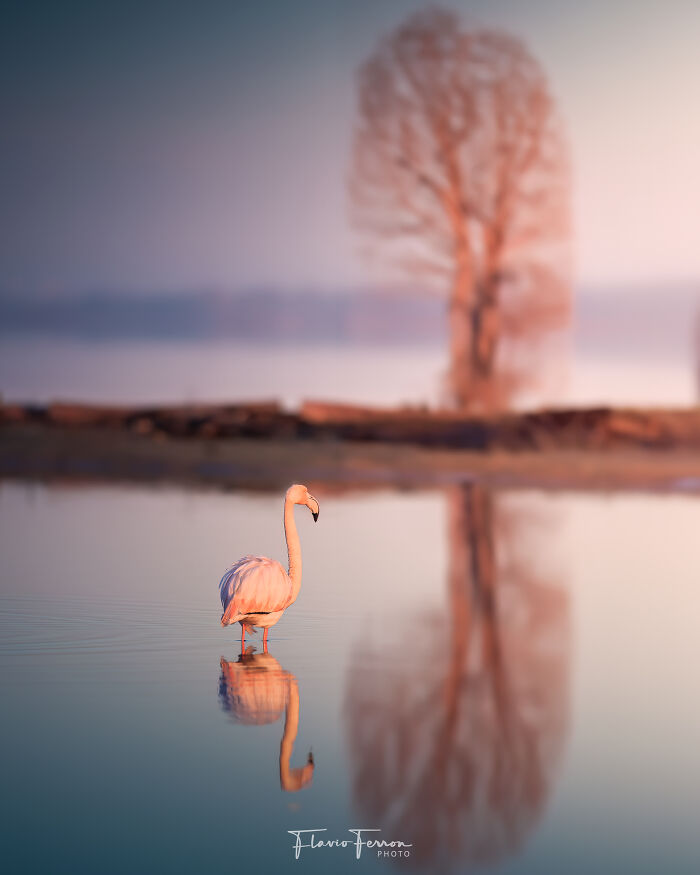 Flamingo standing in calm water near a blurred tree reflection, showcasing stunning nature photography and respect for the environment.