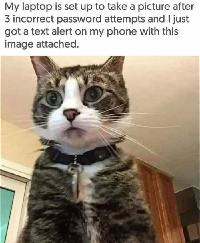 Cats-With-Jobs-Fb-Pictures