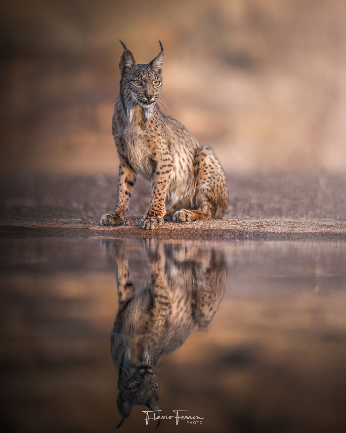 Lynx sitting by water with clear reflection, showcasing stunning photos created by respecting nature in wildlife photography.