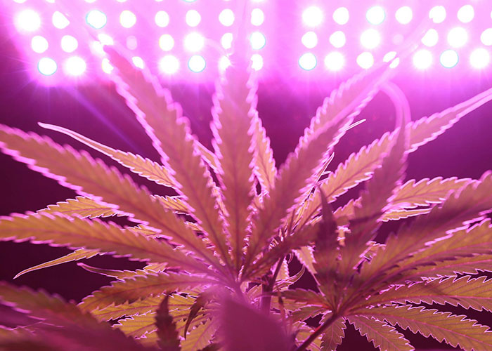Close-up of a hidden gem plant glowing under bright purple grow lights discovered in a new home indoor garden.