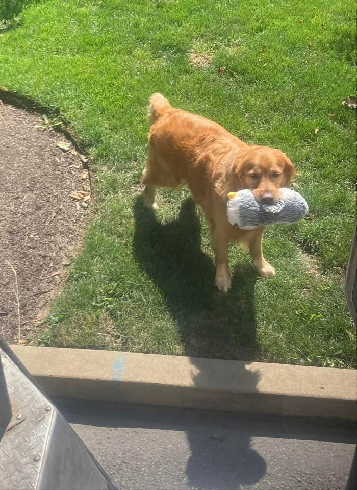 Golden retriever standing on grass holding a toy, one of the adorable pets UPS drivers met during deliveries.