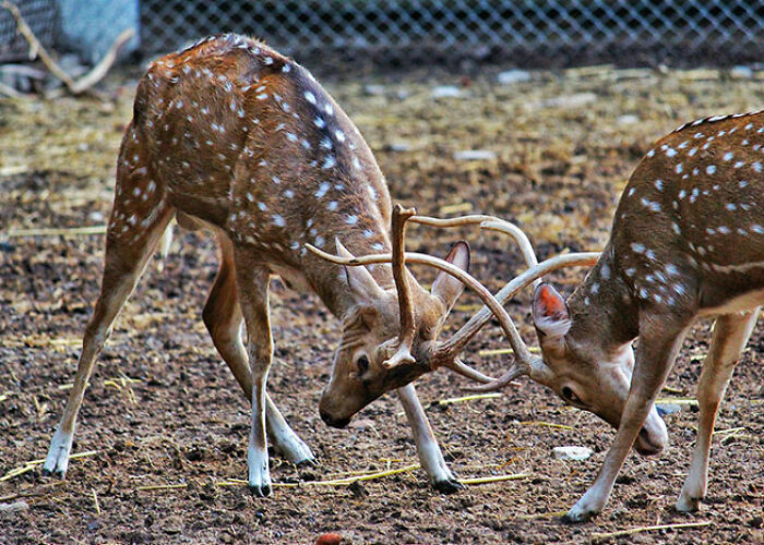 Two spotted deer locking antlers in a playful fight, showcasing surprising animal facts that are both creepy and cool.