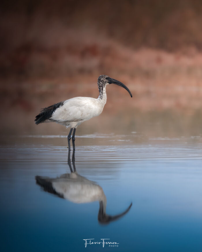 A bird standing in calm water with its reflection, showcasing stunning photos created by respecting nature.