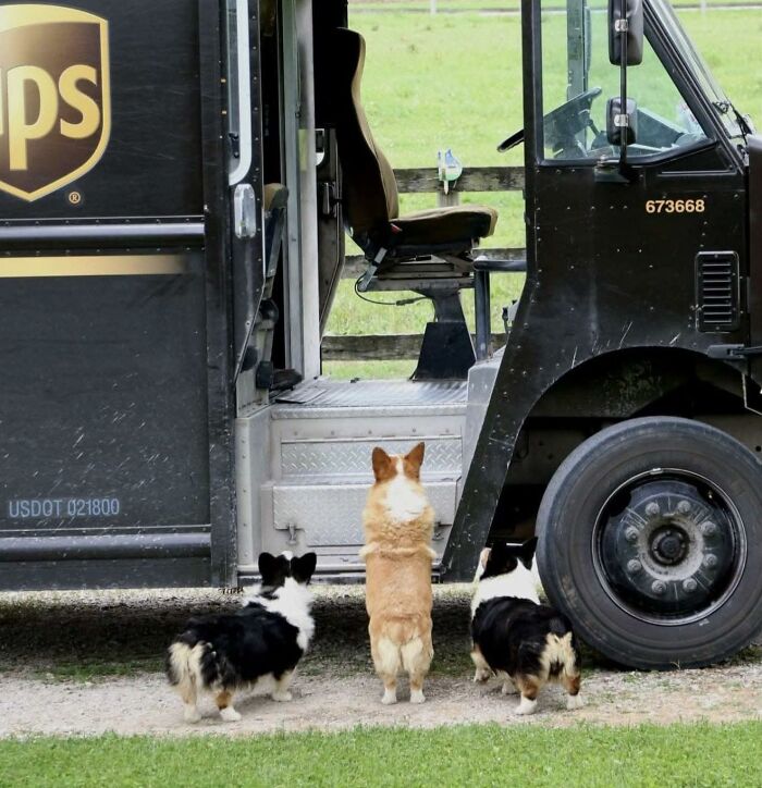 Three adorable pets stand at the door of a UPS delivery truck, waiting for the UPS driver to greet them.