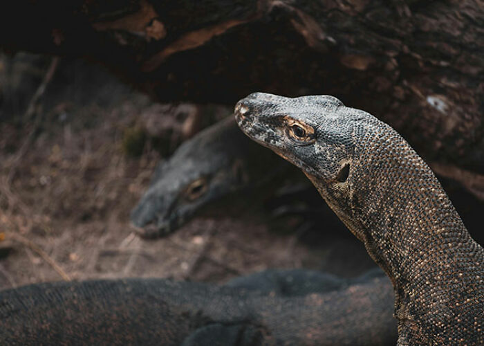 Close-up of monitor lizards resting in shaded natural habitat showing surprising animal facts both creepy and cool.