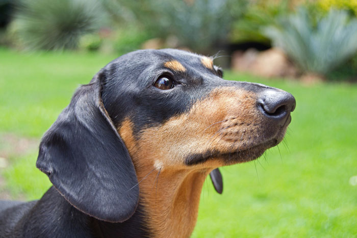 Close-up of a curious dachshund dog outdoors with a blurred green garden background, showing alert expression.