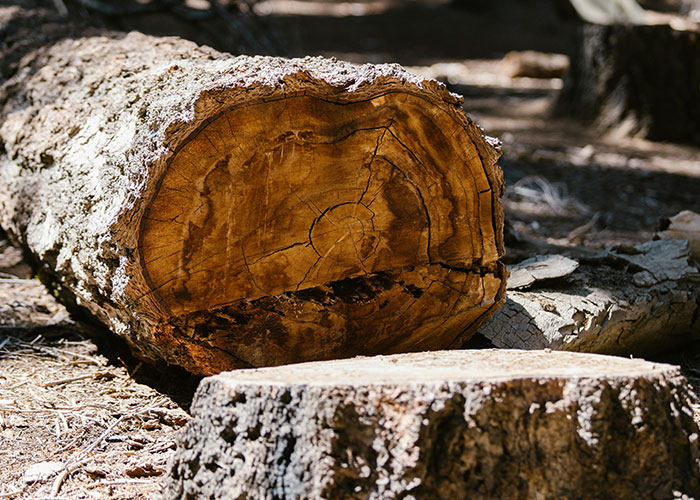 Cut white oak tree trunk and stump on forest ground representing neighbor dispute and $190K settlement.