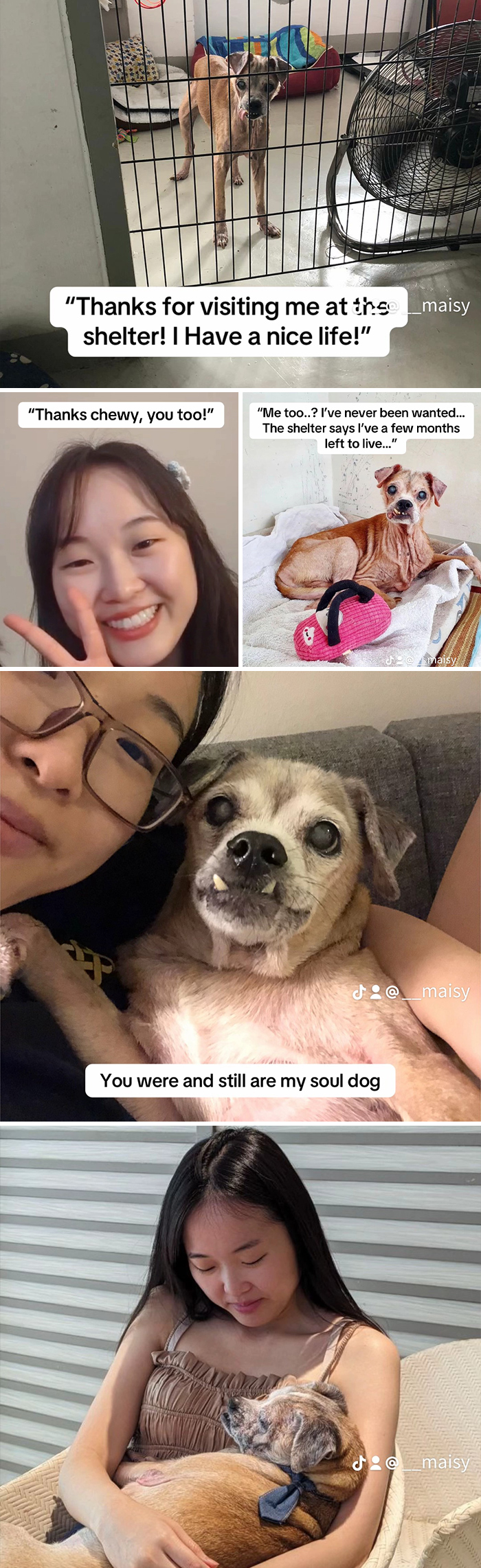 Older dog in various adoption moments with a young woman, showing shelter to happy life transformation and soul dog bond.