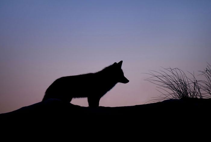 Silhouette of a wild animal at dusk representing creepy encounters security guards may witness on the job.