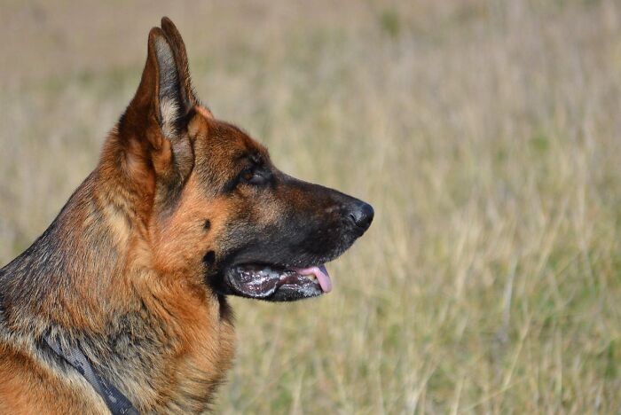 German shepherd dog sitting outdoors with alert expression, illustrating challenges faced by food delivery drivers.