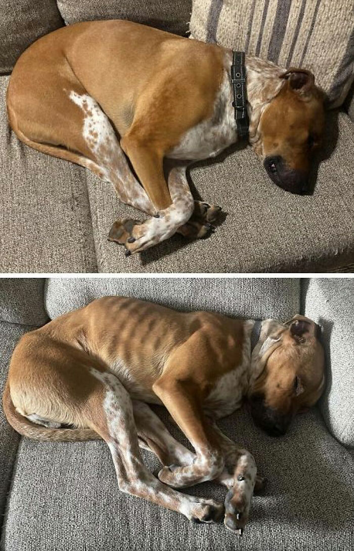 Before and after adoption photos showing a rescue dog sleeping on a couch, highlighting healing through care.