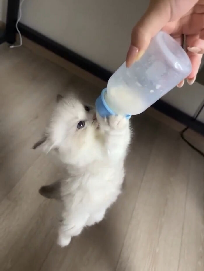 Fluffy white kitten with immaculate aura reaching up to drink milk from a blue baby bottle indoors on wooden floor.