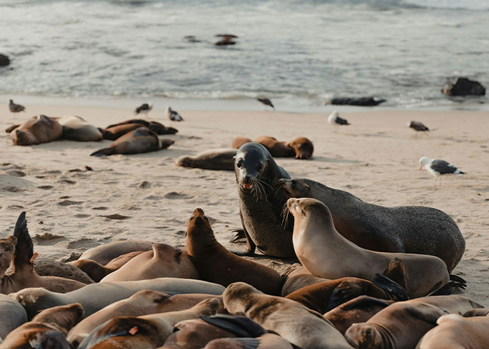 Sea lions resting on a California beach, related to $20K reward offered after man spotted committing horrific act.