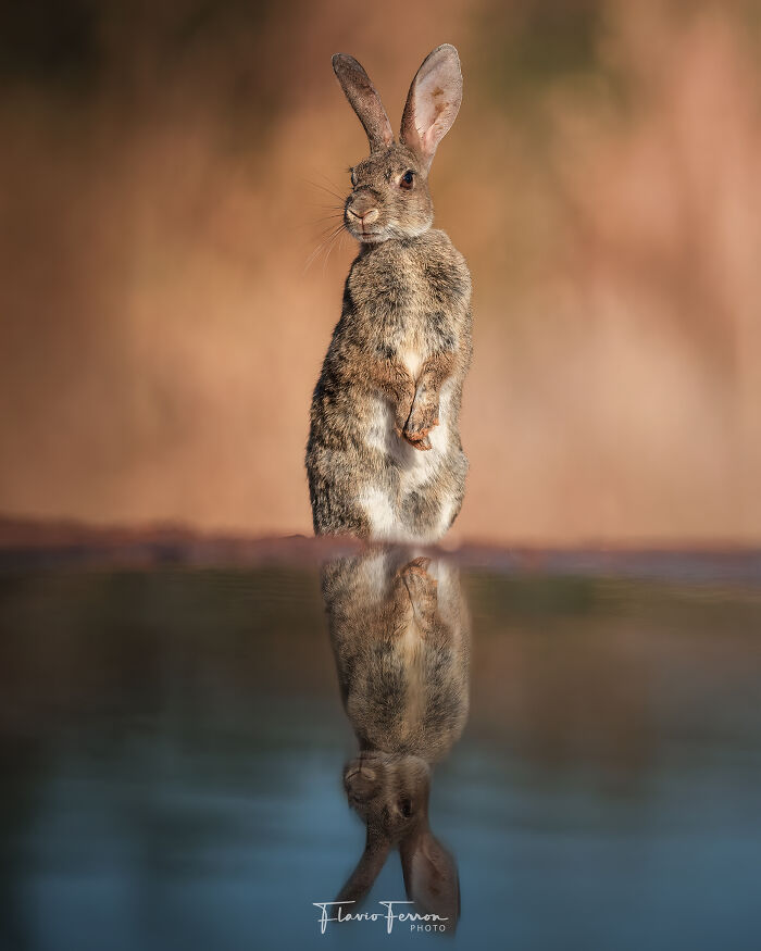 Wild rabbit standing by water with clear reflection, showcasing stunning photos created by respecting nature.