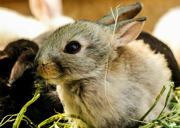 Close-up of a small rabbit eating grass, showcasing surprising animal facts that are both creepy and cool in nature.