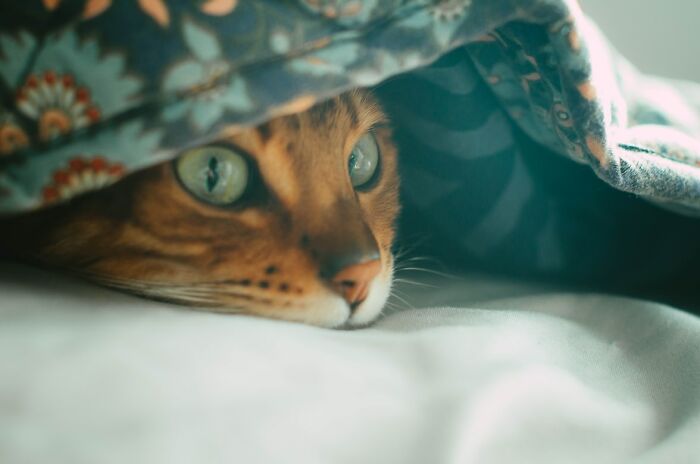Close-up of a cat with green eyes peeking out from under a patterned blanket on a soft bed surface.