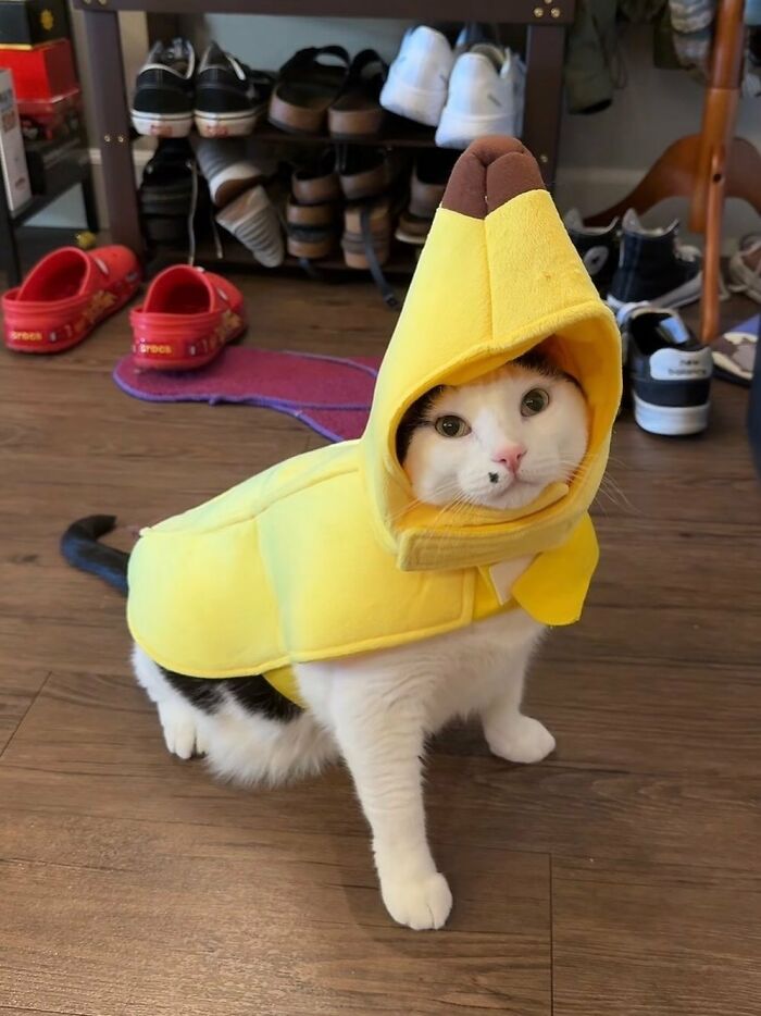 White and black cat with an immaculate aura wearing a bright yellow banana costume sitting on wooden floor.