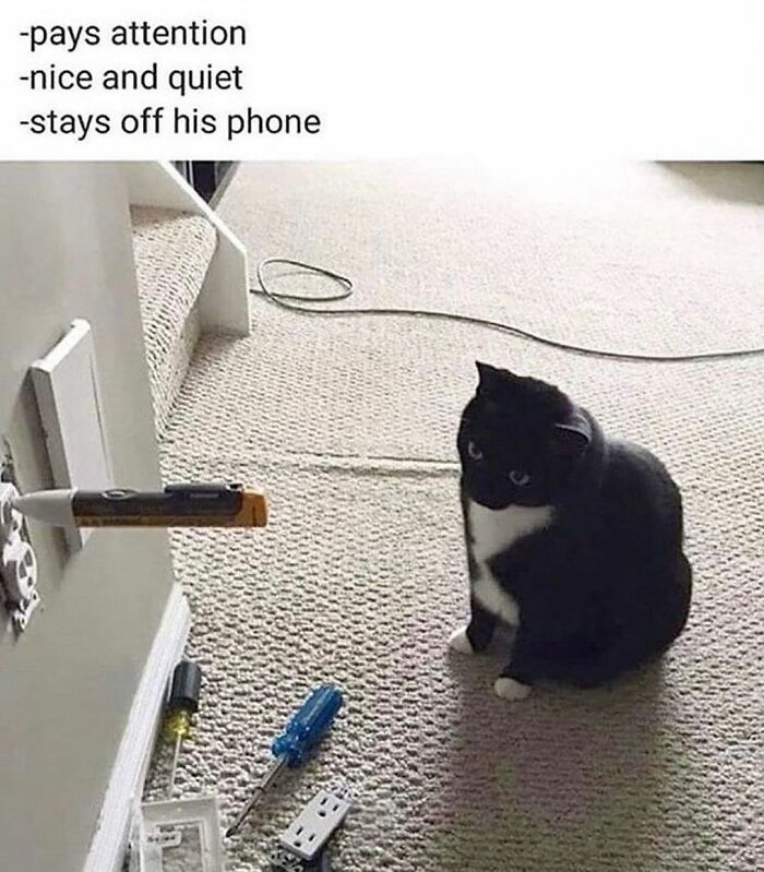 Black and white cat sitting on carpet near tools and a wall outlet with a screwdriver stuck in it, showing adorable cat behavior.