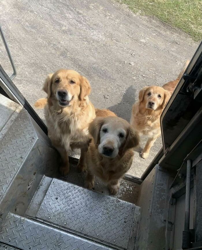 Three golden retriever dogs looking up at the open door of a UPS delivery truck on a sunny day.