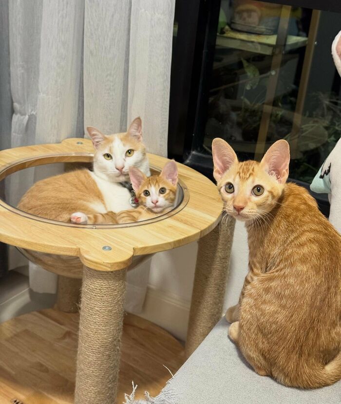 Three amazing cats with immaculate auras relaxing on a wooden cat tree and nearby cushion indoors.