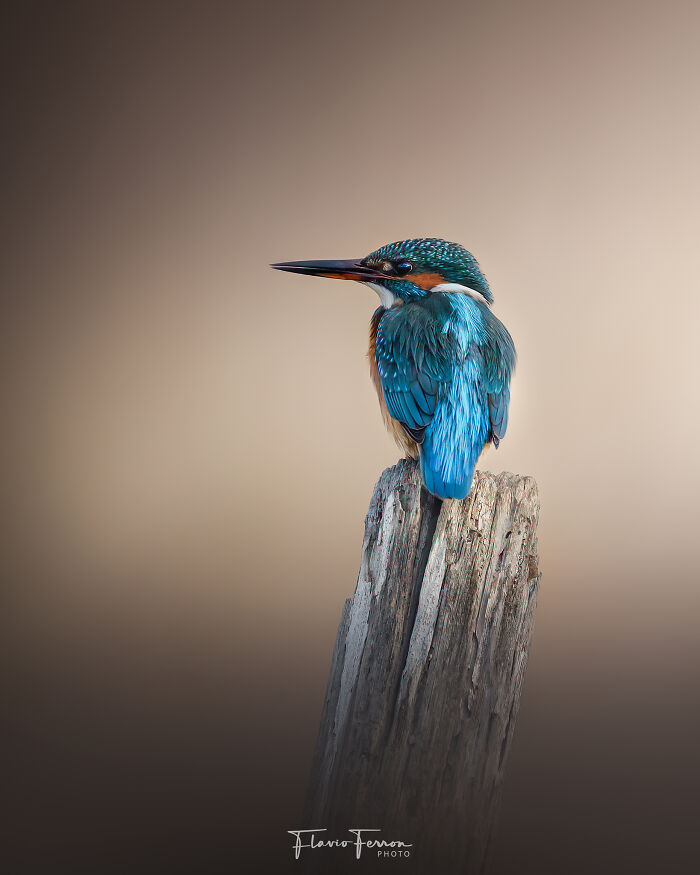Vibrant kingfisher perched on weathered wood showcasing stunning photos created by respecting nature.