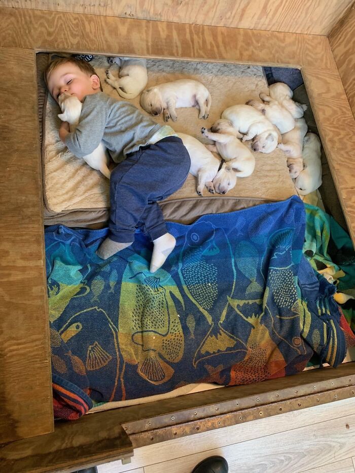 Sleeping toddler cuddling with a group of puppies on a blanket in a cozy wooden enclosure wholesome posts.
