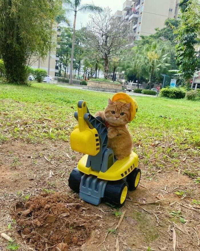 Adorable orange cat wearing a yellow helmet, sitting on a toy excavator in a grassy outdoor setting.