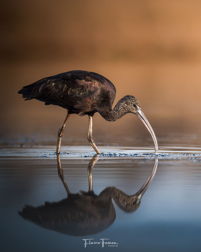 A wild bird with a long curved beak wading in shallow water, reflecting nature’s beauty in a stunning photo.