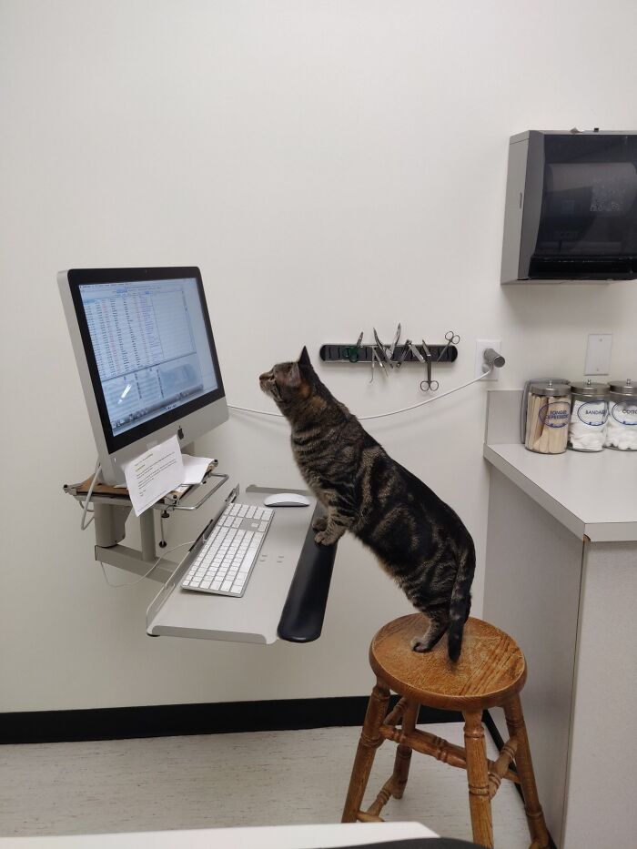Tabby cat standing on a wooden stool, working on a computer in a clean office setting with medical supplies nearby.