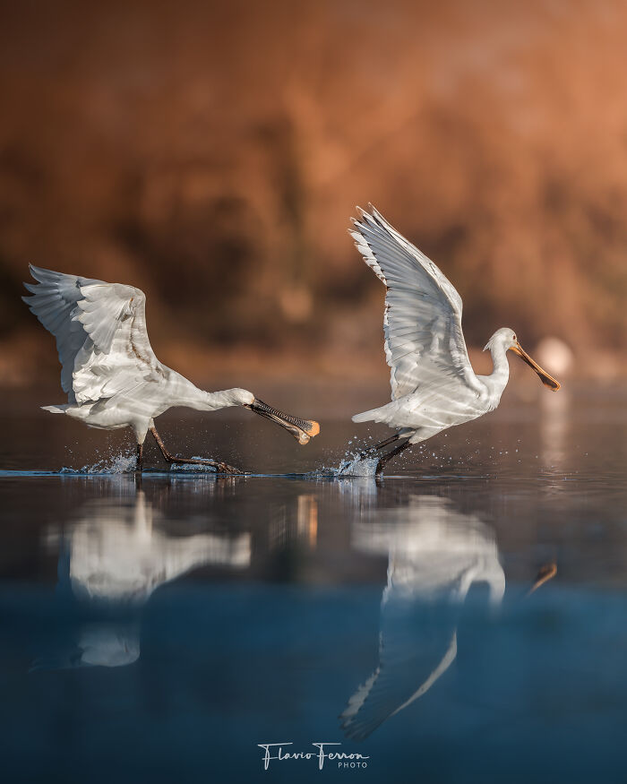 Two white birds taking off from water surface, showcasing how respecting nature creates stunning photos with reflection.